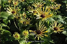 Rudbeckia subtomentosa 'Henry Eilers'