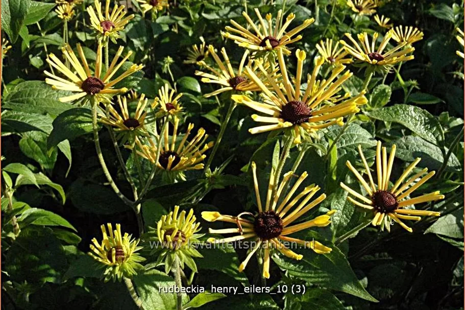 Rudbeckia subtomentosa 'Henry Eilers'