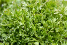 Saxifraga x arendsii 'Peter Pan'