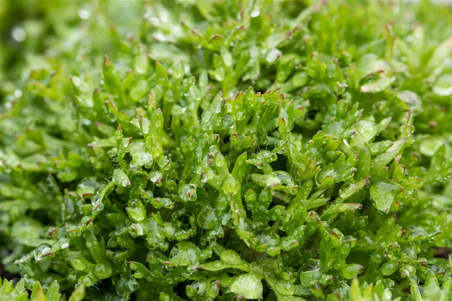 Saxifraga x arendsii 'Peter Pan'