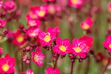 Saxifraga x arendsii 'Peter Pan'
