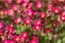 Saxifraga x arendsii 'Peter Pan'