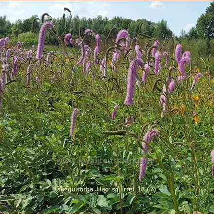 Sanguisorba officinalis 'Lilac Squirrel'
