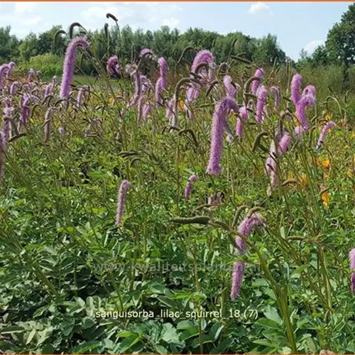 Sanguisorba officinalis 'Lilac Squirrel'