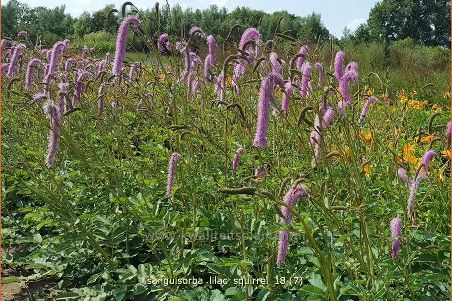 Sanguisorba officinalis 'Lilac Squirrel'