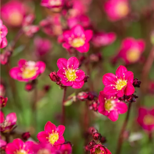 Saxifraga x arendsii 'Peter Pan'