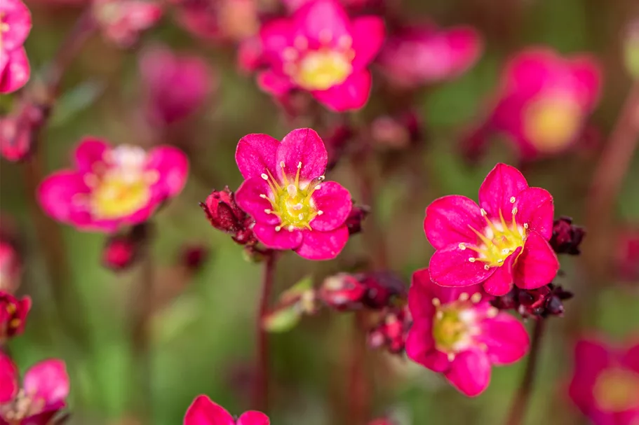 Saxifraga x arendsii 'Peter Pan'