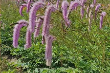 Sanguisorba officinalis 'Lilac Squirrel'