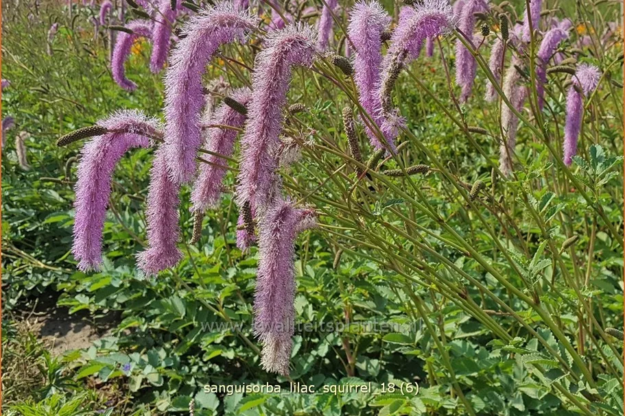 Sanguisorba officinalis 'Lilac Squirrel'