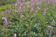 Sanguisorba officinalis 'Lilac Squirrel'