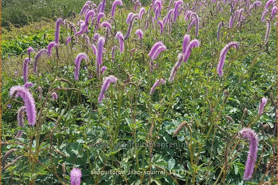 Sanguisorba officinalis 'Lilac Squirrel'