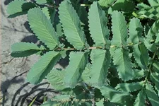 Sanguisorba officinalis 'Lilac Squirrel'