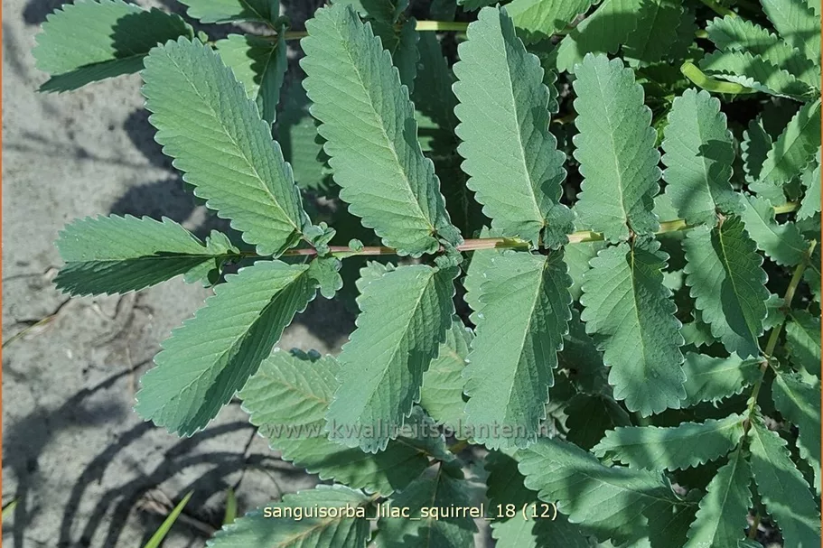 Sanguisorba officinalis 'Lilac Squirrel'
