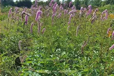 Sanguisorba officinalis 'Lilac Squirrel'