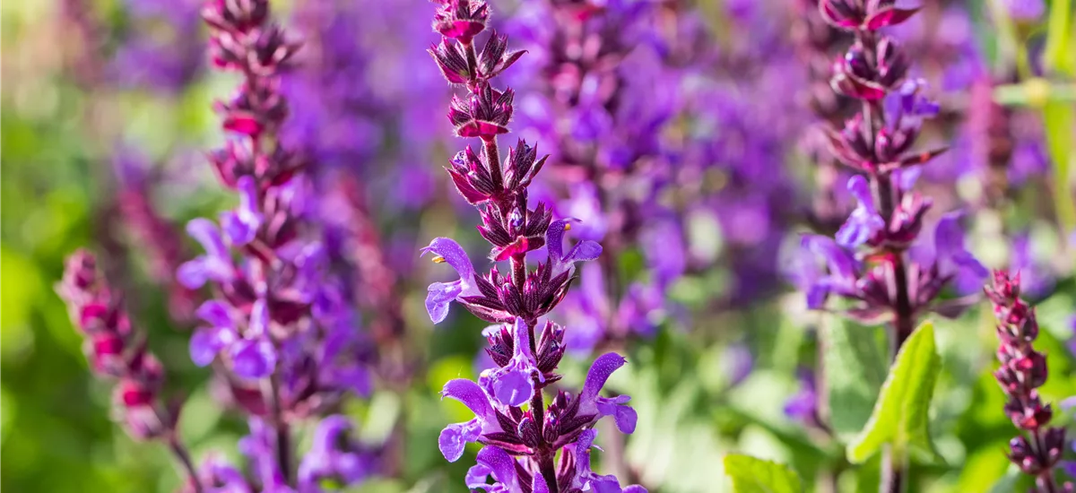 Salvia nemorosa 'Blaukönigin'