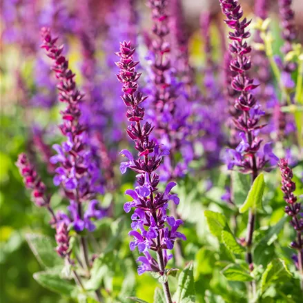 Salvia nemorosa 'Blaukönigin'
