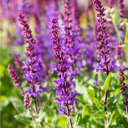 Salvia nemorosa 'Blaukönigin'
