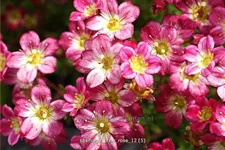 Saxifraga x arendsii 'Pixie Rose'