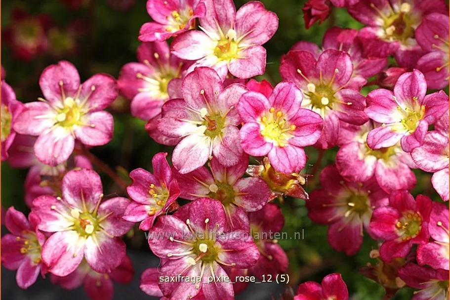 Saxifraga x arendsii 'Pixie Rose'