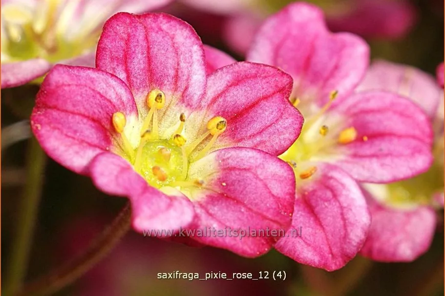 Saxifraga x arendsii 'Pixie Rose'