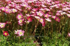 Saxifraga x arendsii 'Pixie Rose'