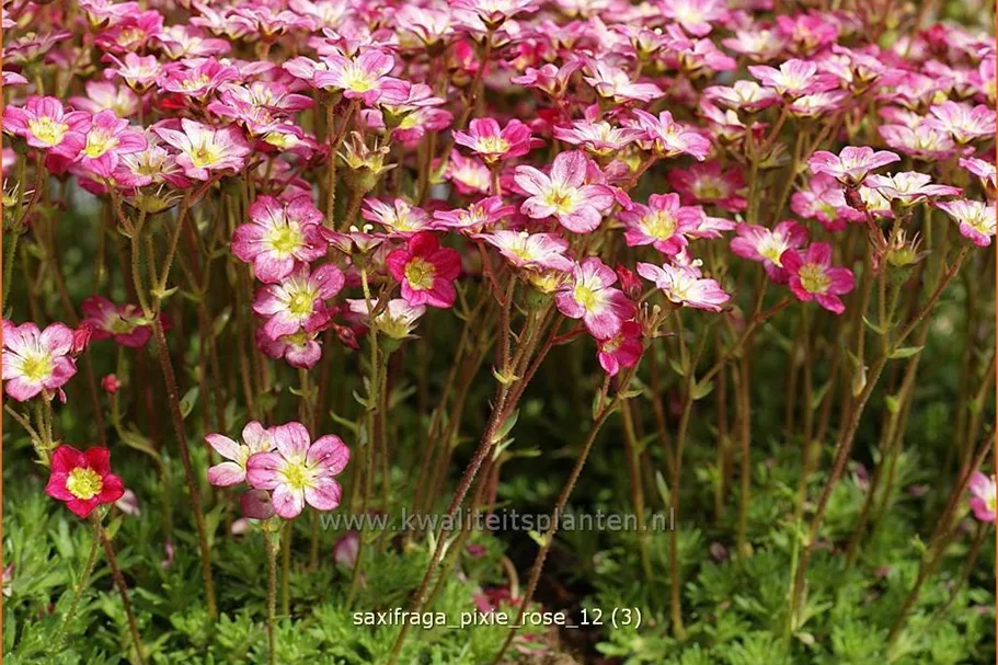 Saxifraga x arendsii 'Pixie Rose'