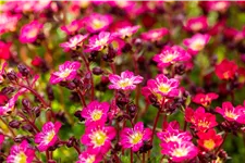 Saxifraga x arendsii 'Pixie Rose'