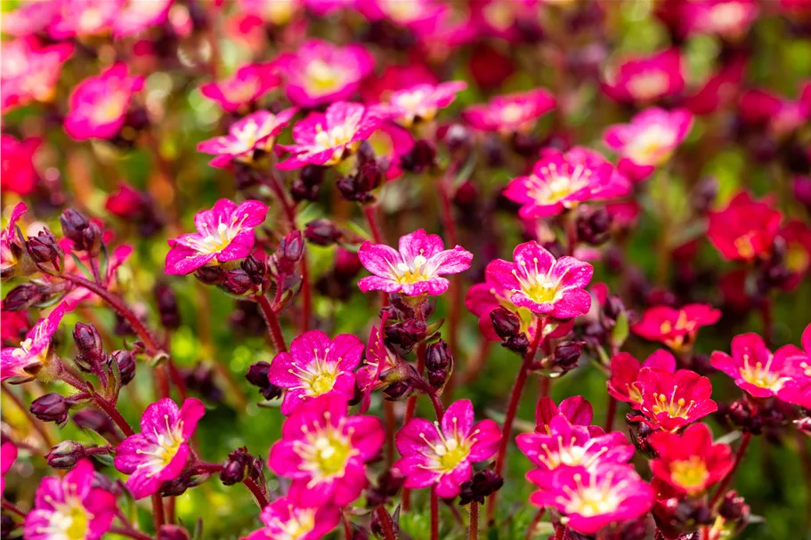 Saxifraga x arendsii 'Pixie Rose'
