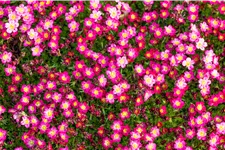 Saxifraga x arendsii 'Pixie Rose'