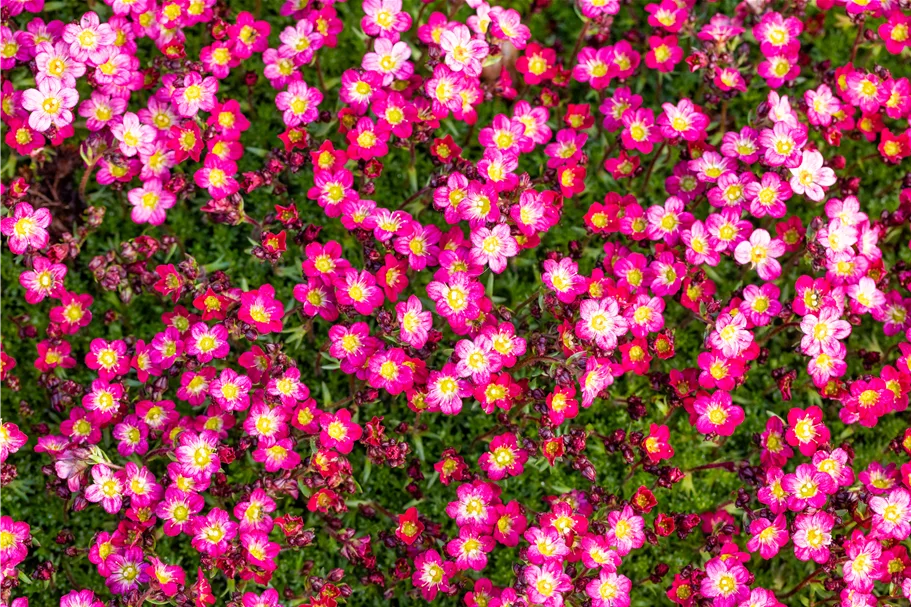 Saxifraga x arendsii 'Pixie Rose'