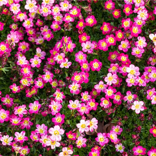 Saxifraga x arendsii 'Pixie Rose'