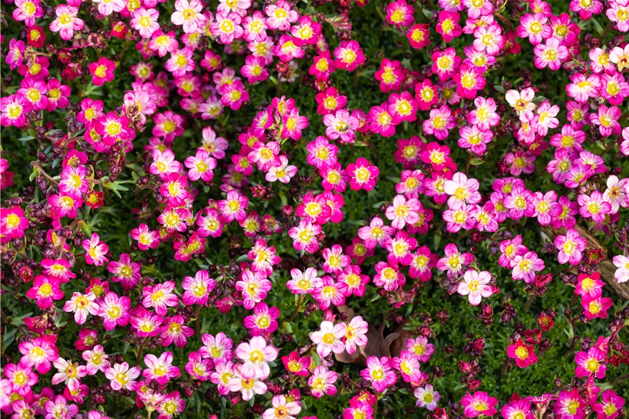 Saxifraga x arendsii 'Pixie Rose'