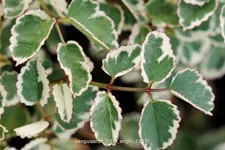 Sanguisorba 'Little Angel'