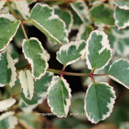 Sanguisorba 'Little Angel'