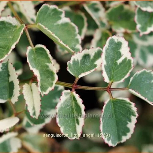 Sanguisorba 'Little Angel'