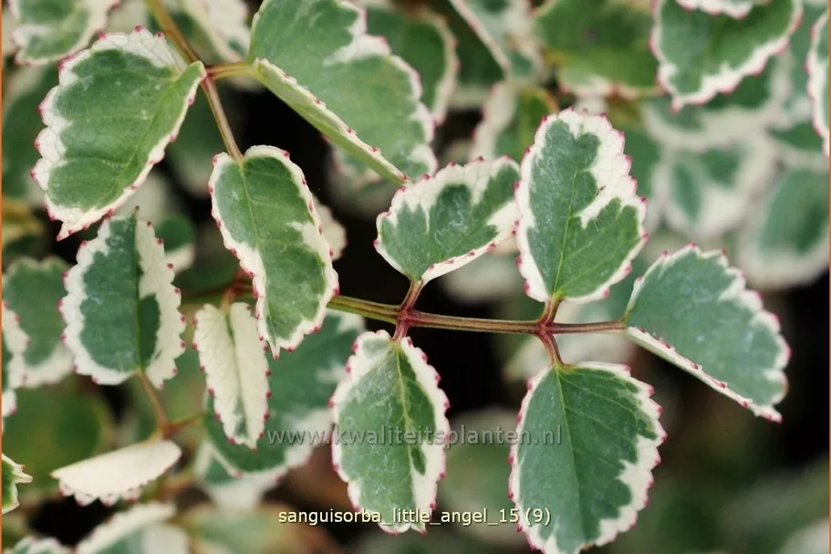 Sanguisorba 'Little Angel'