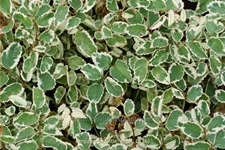 Sanguisorba 'Little Angel'