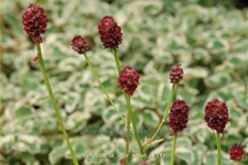 Sanguisorba 'Little Angel'