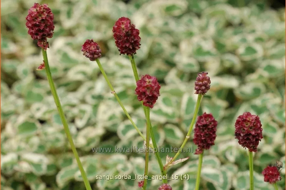 Sanguisorba 'Little Angel'
