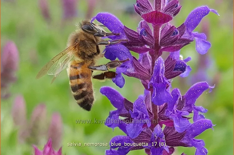 Salvia nemorosa 'Blue Bouquetta'®