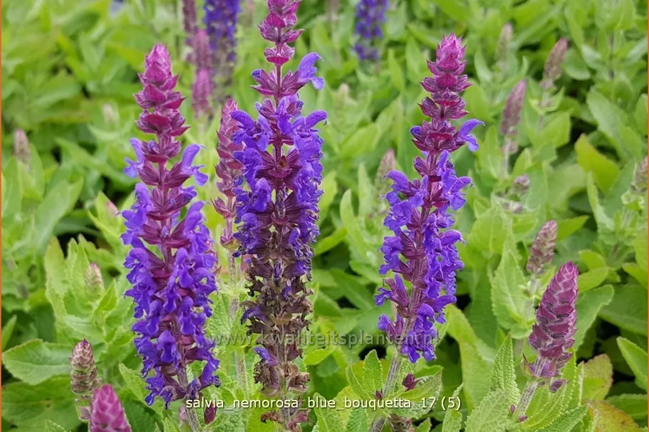 Salvia nemorosa 'Blue Bouquetta'®