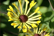 Rudbeckia subtomentosa 'Little Henry'