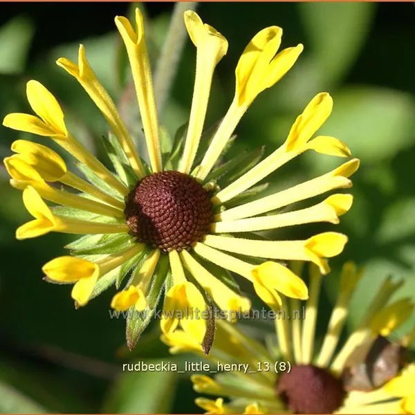 Rudbeckia subtomentosa 'Little Henry'