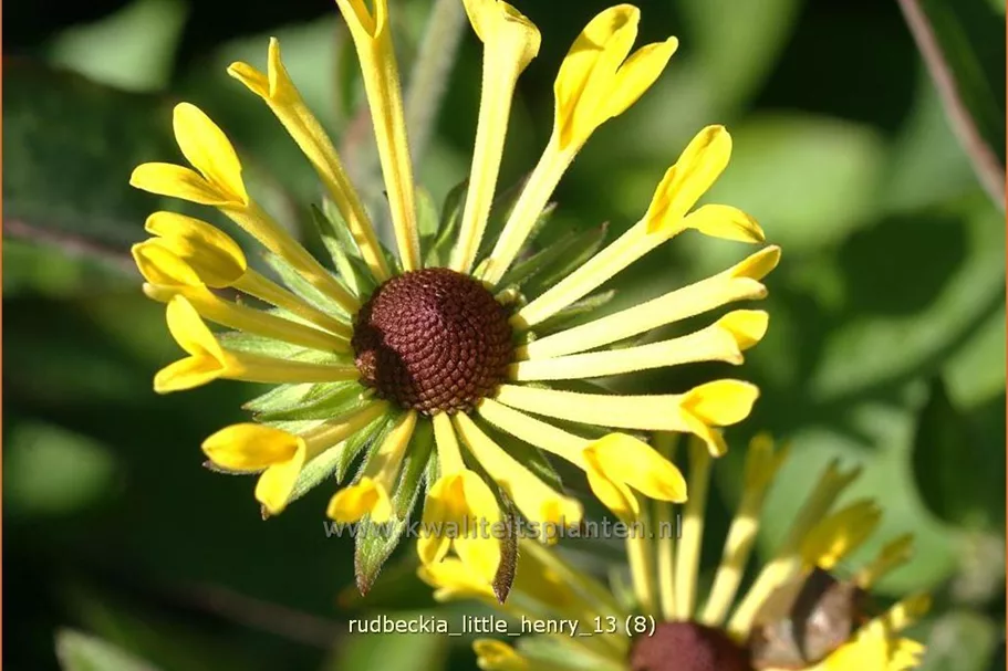 Rudbeckia subtomentosa 'Little Henry'