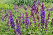 Salvia nemorosa 'Blue Bouquetta'®