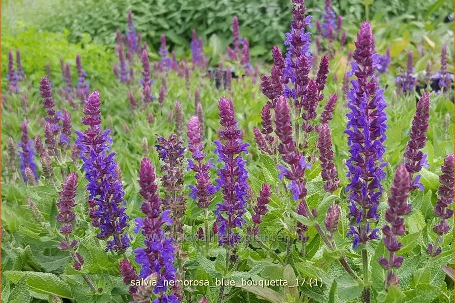 Salvia nemorosa 'Blue Bouquetta'®