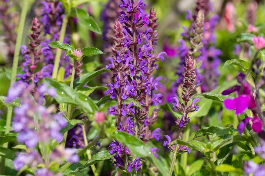Salvia nemorosa 'Blue Bouquetta'®