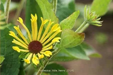 Rudbeckia subtomentosa 'Little Henry'