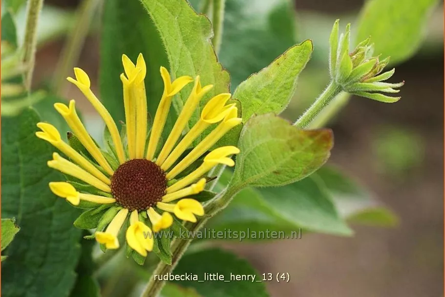 Rudbeckia subtomentosa 'Little Henry'