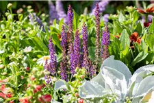 Salvia nemorosa 'Blue Bouquetta'®